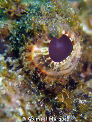 The Eyes of the Scorpionfish by Abimael Márquez 